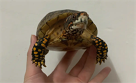 饲养科普：佛罗里达箱龟能养多大？