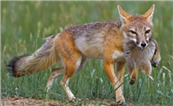一篇关于草原狐的科普小知识，快来看看吧~