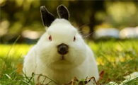 喜玛拉雅兔饲养的注意事项你知道吗？不清楚的赶紧看看！