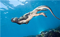 “游泳健将”海鬣蜥的科普，快点收下！