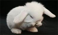 荷兰垂耳兔如何繁殖？原来是这样？