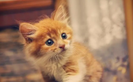 猫咪换猫粮的四个阶段，每个阶段都不同，你做对了吗