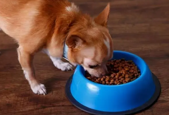 狗狗突然不爱吃狗粮了，主人要找到原因！