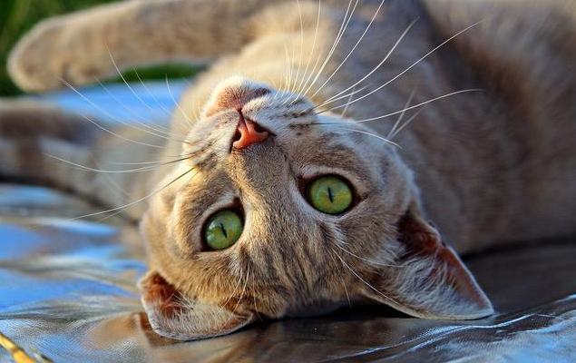 猫咪应激反应怎么安抚，盖夫静心宝有效缓解