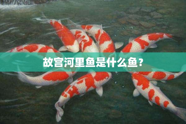 故宫河里鱼是什么鱼？