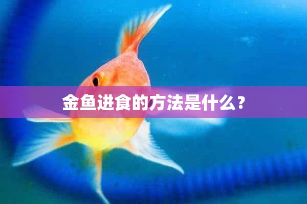 金鱼进食的方法是什么？