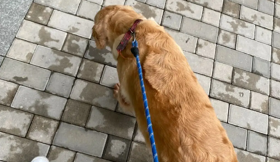 狗狗丢了千万不能找，是为什么呢？