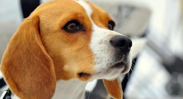 比格猎犬的智商有多高？我来告诉你答案！