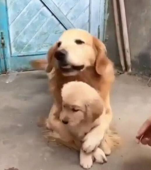 大金毛实力护犊子，主人靠近也被当场拒绝