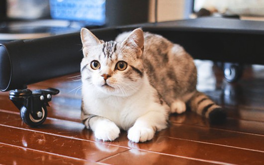 野猫生的小猫能养吗，该怎么饲养比较好呢？
