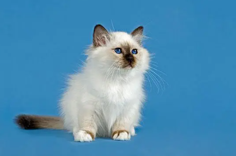 母猫的大姨妈是什么样的？你了解吗？