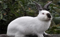 今日科普：加利福尼亚兔与喜马拉雅兔的区别
