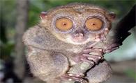 大眼睛的马来西亚眼镜猴，快来认识一下吧~