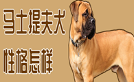 马士提夫犬性格如何？适合家养当宠物吗？