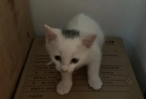 你们说，白猫头上有一撮黑毛是什么品种？