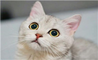 新手养猫避雷帖｜快速变身养猫小能手！