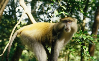 关于白唇青长尾猴的科普介绍