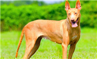 法老王猎犬的三项训练科目，你家的狗狗完成了吗？