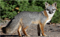 关于灰狐的百科小知识，赶紧来看一看吧！