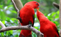 红色吸蜜鹦鹉怎么分辨雌雄？方法其实很简单！