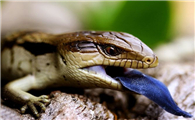关于斑点蓝舌蜥的科普小知识，快来了解一下吧！
