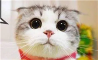 猫益生菌怎么喂？猫咪益生菌食用指南