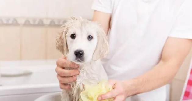 5个给狗狗洗澡的步骤，你都做到位了吗？