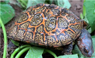 话说，洪都拉斯木纹龟能和黄缘混养吗？