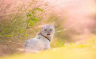 养宠分享：猫咪每天吃多少猫粮
