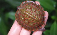 洪都拉斯木纹龟吃黄瓜吗？可以吃的