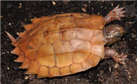 五个方面，带你全面认识枫叶龟！