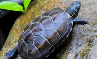 一文详解：中华草龟可以深水养吗？