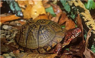 三趾箱龟饲养环境，养之前一定要知道！