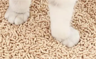 猫砂是什么材料做的？来了解下吧