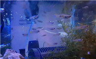 新手养孔雀鱼——鱼缸需要24小时全天打氧吗？什么时候需要增氧？
