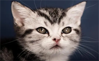 教你如何给猫咪选择猫粮，快来看看吧