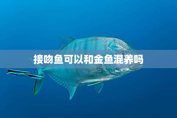 接吻鱼可以和金鱼混养吗