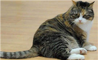 猫尾巴颤抖像触电怎么回事？铲屎官要注意！