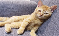 夏天猫不喜欢动正常吗？原因可能有这几种！