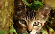 猫咪生命只有匆匆十几年 选择卡比猫粮让猫咪有生之年活得更健康