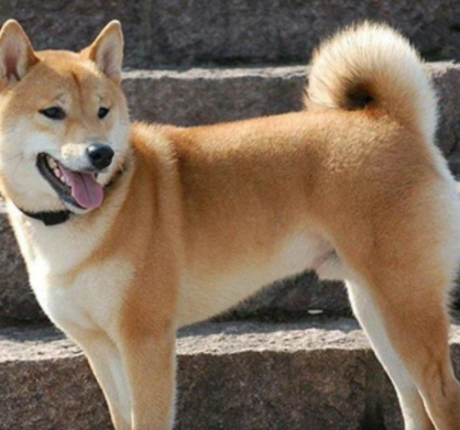 “土土的”中华田园犬可以长多大呢？我来告诉你答案！
