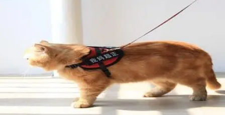 猫咪牵引绳怎么套？来看看！