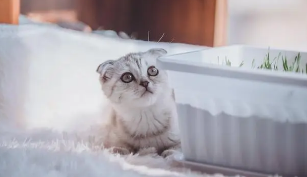 吃猫草的好处原来这么多 怪不得猫咪都喜欢吃猫草