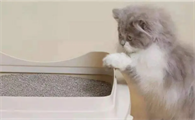 是猫粮不好吃还是肉肉不香，怎么会有小猫咪热衷于吃猫砂？