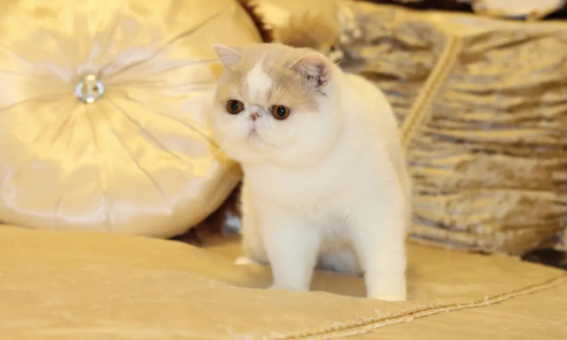 加菲猫为什么不好养？一文教会你！