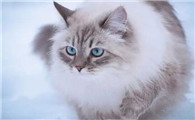 如何正确帮猫咪洗澡？