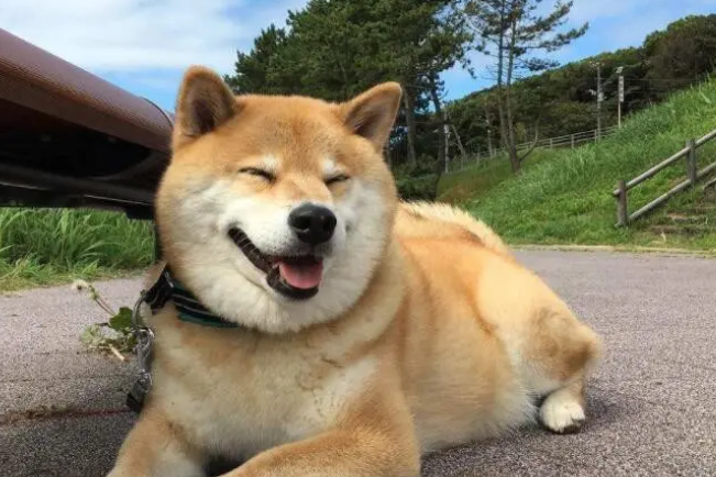 想要饲养柴犬？不妨先来了解下柴犬和小黄土狗的区别~