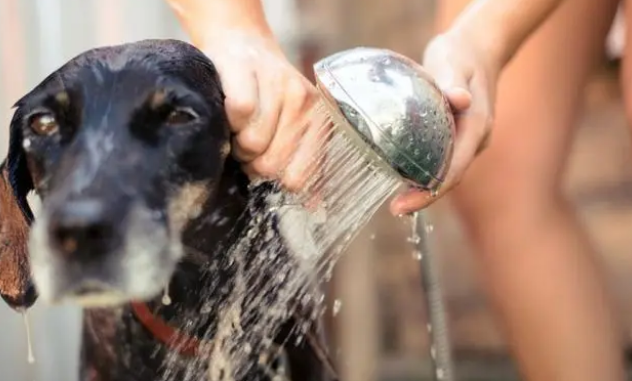 关于狗狗洗澡的那些事，自己动手洗狗每月省好几百