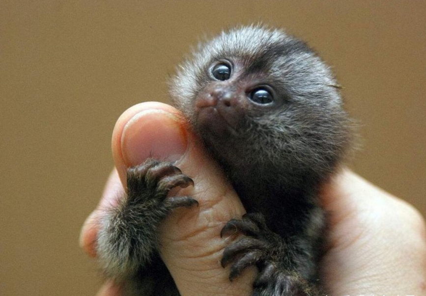 世界上最小的猴子——侏儒绒猴