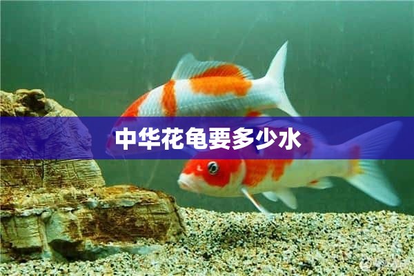 中华花龟要多少水